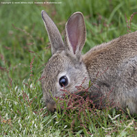 Buy canvas prints of Wild rabbit head shot by Kevin White