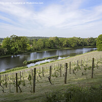 Buy canvas prints of Vineyard at Painshill Park Gardens in Surrey by Kevin White
