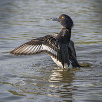 Buy canvas prints of Tufted duck spreading his wings by Kevin White