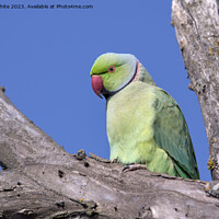 Buy canvas prints of Ring necked parakeet in UK by Kevin White