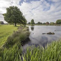 Buy canvas prints of Upright view of Bushy Park pond near carpark by Kevin White
