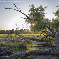 Buy canvas prints of Sun going down behind old fallen Willow tree by Kevin White