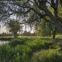 Buy canvas prints of Hour before sunset at Bushy Park ponds by Kevin White