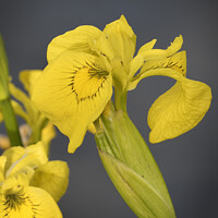 Buy canvas prints of Yellow Iris or Yellow flag wild flower by Kevin White