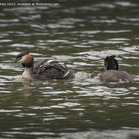 Buy canvas prints of Great Crested Grebe new family by Kevin White