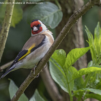Buy canvas prints of Goldfinch full of beauty and color by Kevin White