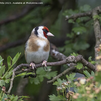 Buy canvas prints of Goldfinch searching for food by Kevin White