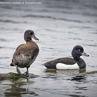 Buy canvas prints of Tufted Ducks male and female by Kevin White