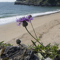 Buy canvas prints of Greater Knapweed growing wild on seaside wall by Kevin White