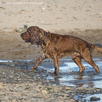 Buy canvas prints of Cocker Spaniel having  fun after soaking in the sea by Kevin White