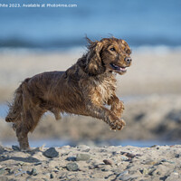 Buy canvas prints of Wet Cocker Spaniel Doggy fun on beach by Kevin White