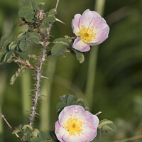 Buy canvas prints of Dog rose growing on the harsh coastlines of Wales by Kevin White