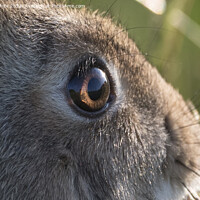 Buy canvas prints of Wild rabbit bright eyes close-up by Kevin White