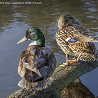 Buy canvas prints of A pair of Mallard ducks ready to start a family by Kevin White