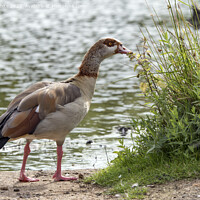 Buy canvas prints of Adult Egyptian goose has found some interesting vegetation by Kevin White