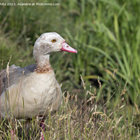 Buy canvas prints of Juvenile Egyptian goose in the long grass by Kevin White