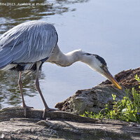 Buy canvas prints of Grey heron with sunlight shining through his beak by Kevin White