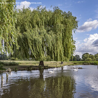 Buy canvas prints of Weeping Willow tree growing on the bank of the pond by Kevin White