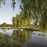 Buy canvas prints of Bright morning sunlight at Bushy Park ponds by Kevin White