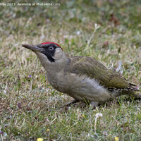 Buy canvas prints of Green woodpecker adult female by Kevin White
