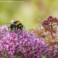 Buy canvas prints of Bumblebee gorging on the summer pollen by Kevin White