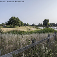 Buy canvas prints of July view of Bushy park pond from carpark by Kevin White