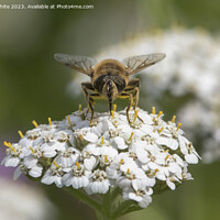 Buy canvas prints of Bee covered in pollen whilst collecting necta by Kevin White