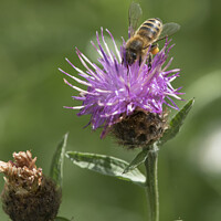 Buy canvas prints of Bee loaded heavily with pollen collecting necta from a thistle f by Kevin White
