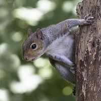 Buy canvas prints of Grey squirrel hanging off an old tree with woodworm by Kevin White