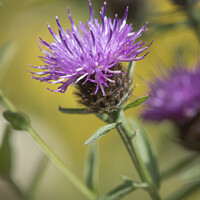 Buy canvas prints of Thistle flower the sign of summer by Kevin White