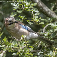 Buy canvas prints of Eurasian Jay looking inquisitive perched in the tree by Kevin White