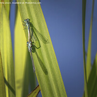 Buy canvas prints of Damselflies getting ready to mate by Kevin White