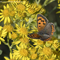 Buy canvas prints of Small copper butterfly by Kevin White