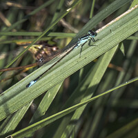 Buy canvas prints of Damselfly waiting patiently for a mate by Kevin White