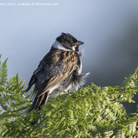Buy canvas prints of Reed Bunting with feathers ruffled up by Kevin White