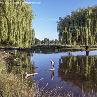 Buy canvas prints of Living paradise in Surrey parks by Kevin White