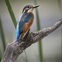 Buy canvas prints of Common Kingfisher perched on an old log by Kevin White