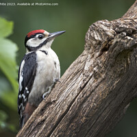 Buy canvas prints of Juvenile woodpecker searching for bugs to eat on rotting log by Kevin White