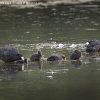 Buy canvas prints of Coot family out in the rain by Kevin White