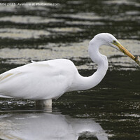 Buy canvas prints of Great white egret has caught more than just a fish by Kevin White