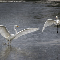 Buy canvas prints of Great white Egrets playing around before mating by Kevin White