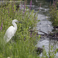 Buy canvas prints of Little Egret sometimes called  white herons by Kevin White