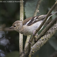 Buy canvas prints of Female Chaffinch perched on twig about to fly by Kevin White
