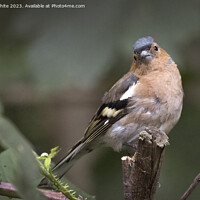 Buy canvas prints of Young Chaffinch still looking fluffy by Kevin White