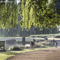 Buy canvas prints of Deer walking by pond on a bright early summer morning by Kevin White