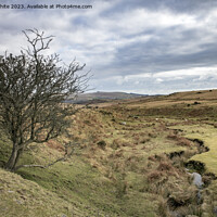 Buy canvas prints of Surviving tree next to stream on Dartmoor by Kevin White