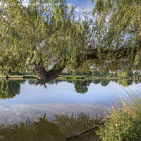 Buy canvas prints of Large weepimg willow branch reaching out over the pond by Kevin White