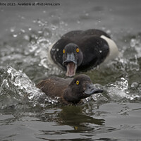 Buy canvas prints of Distant out of focus Tufted male duck chasing female by Kevin White