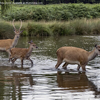 Buy canvas prints of Family of deer crossing over the shallow pond by Kevin White