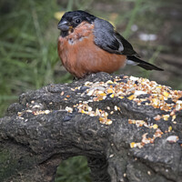 Buy canvas prints of Bullfinch feeding off seed placed on log by Kevin White